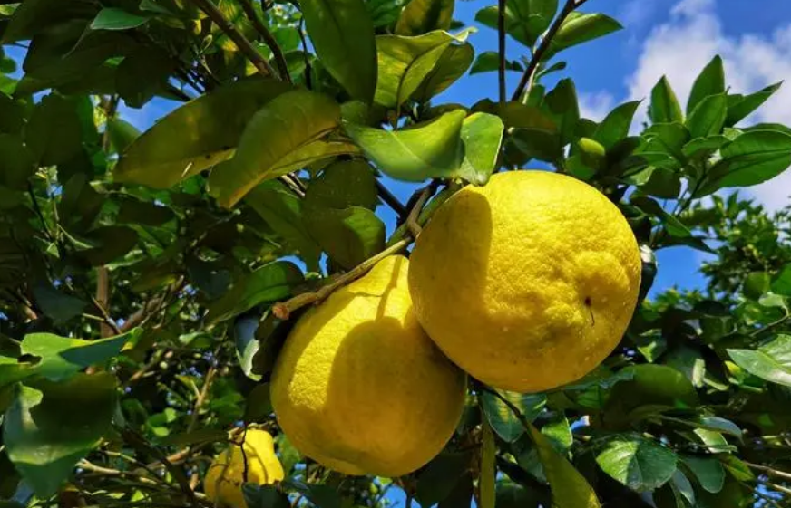 海洋之神_官方网站